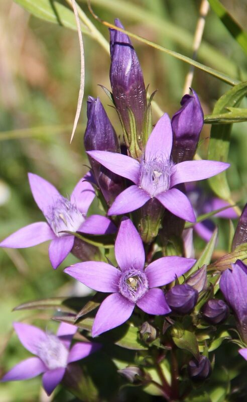 german gentian, wildflower, purple, gentian