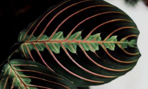 Propagating Prayer Plant