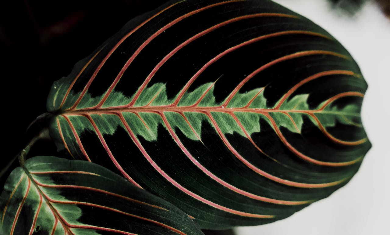 Prayer Plant (Maranta leuconeura)