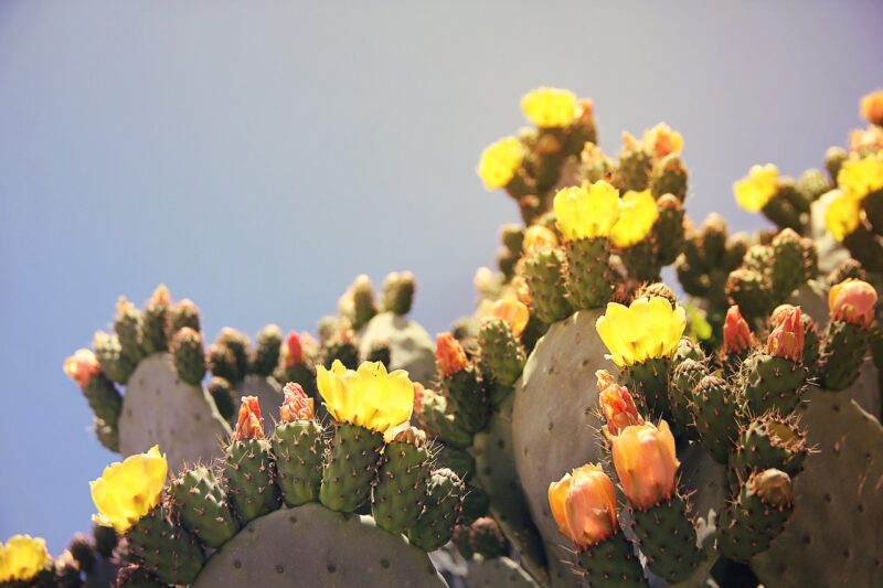 prickly pear, cactus, cactus plant