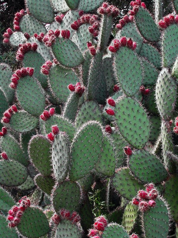 spain, catalonia, cacti