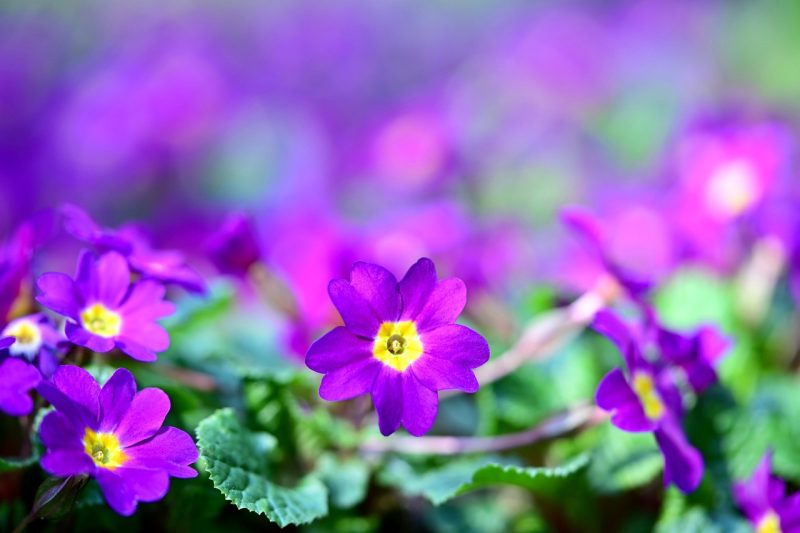 primrose, primula, flower