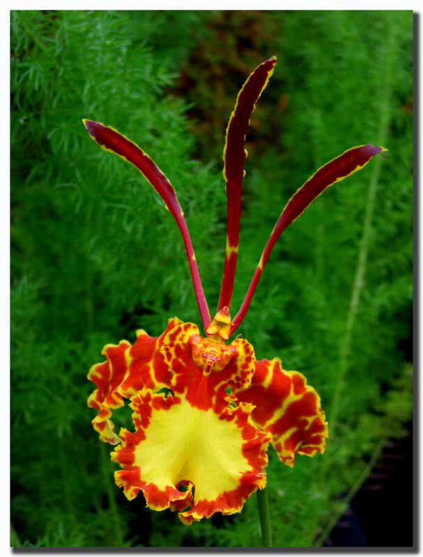 Psychopsis Papilio