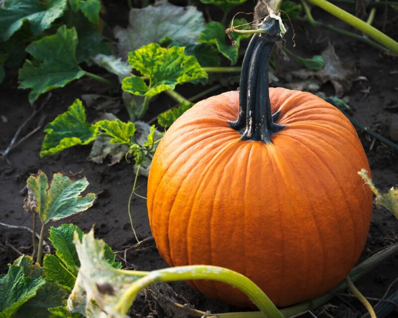 pumpkin, pumpkin patch, pumpkin picking, autumn, harvest, thanksgiving, pumpkin patch, pumpkin patch, pumpkin patch, pumpkin patch, pumpkin patch