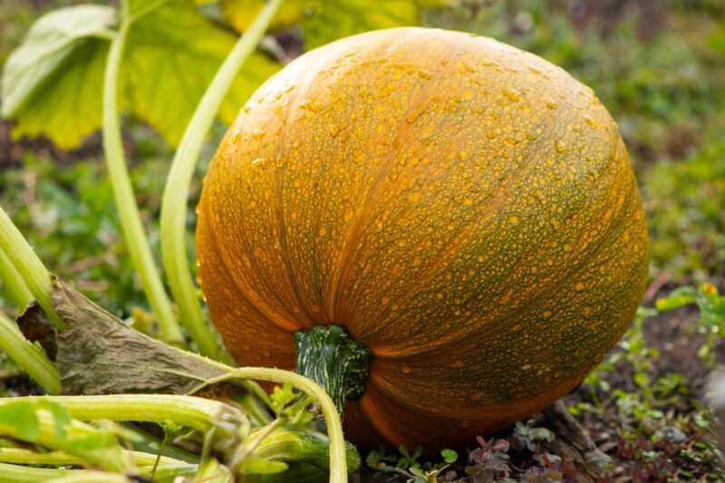 pumpkin, garden, squash, nature, vegetable, food, plant, harvest, orange, fall, autumn, halloween