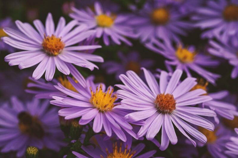 autumn, aster, purple, flower wallpaper, yellow, nature, flower, flower background, petals, beautiful flowers, blooms at