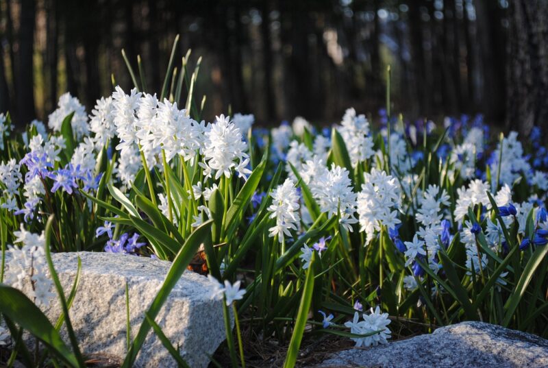 puschkinia, flowers, plant