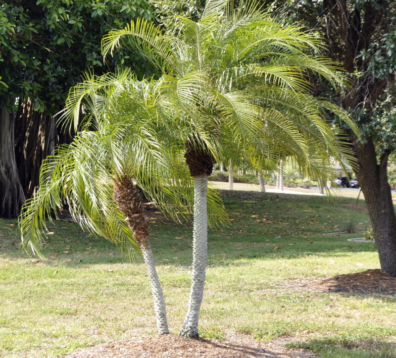 Pygmy Date Palm