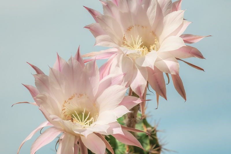 queen of the night, dutchman's pipe cactus, princess of the night