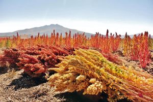 Harvesting Quinoa