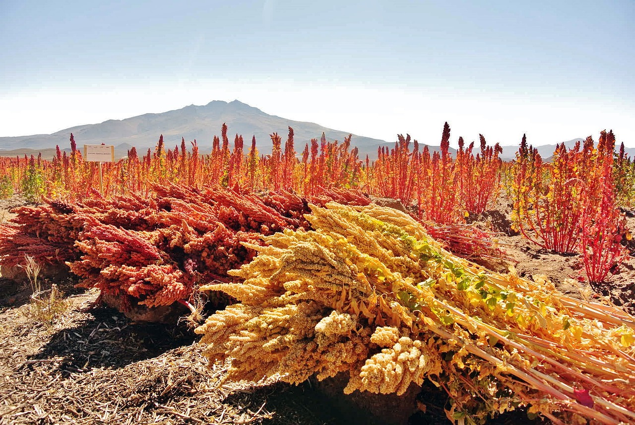 Harvesting Quinoa