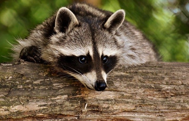 raccoon-log face
