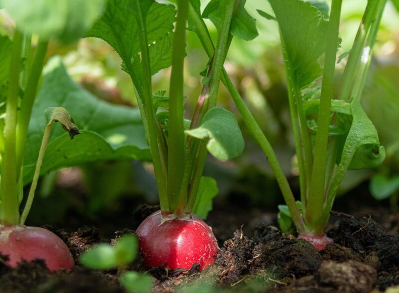 radish, vegetables, root, nature, red, earth, grow, food, meal, nourishment, fresh, harvest, garden, tasty