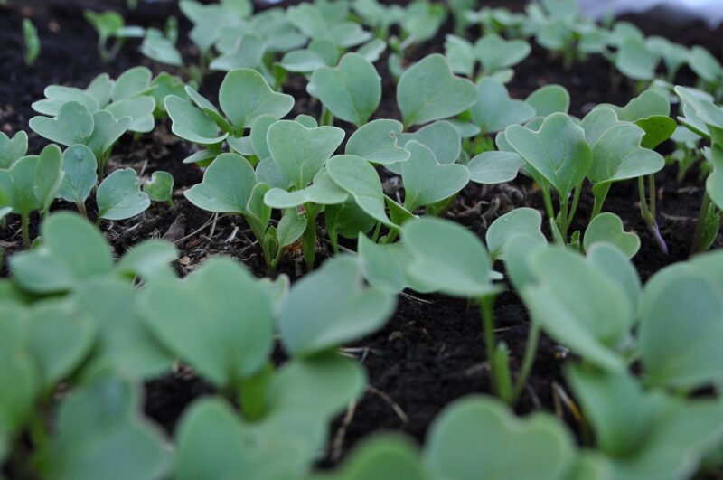 radish sprouts, radish, agriculture, gardening, horticulture, plant, nature, planting, farm, farming, sprouts, food, fresh, produce, healthy, nutrition, vegetarian