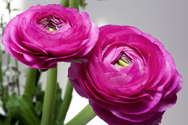 ranunculus, blossom, bloom