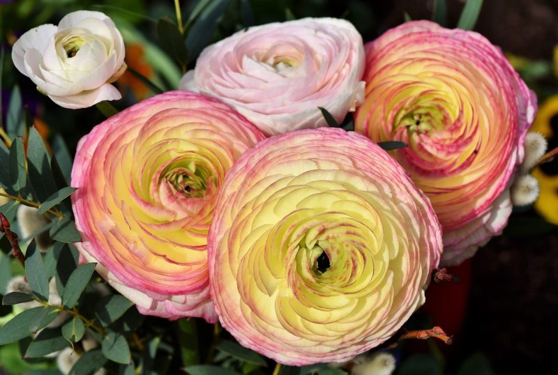 ranunculus, ranunculus flower, blossom