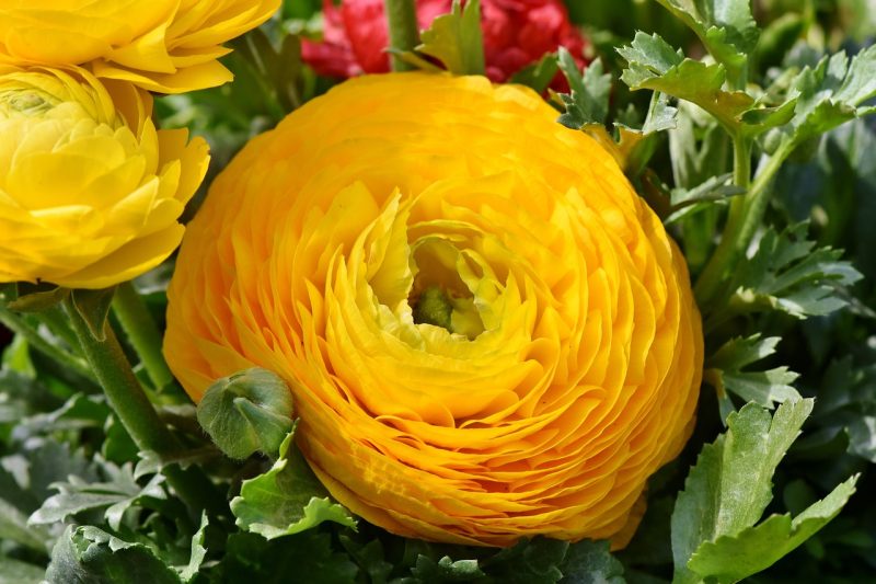 ranunculus, ranunculus flower, blossom