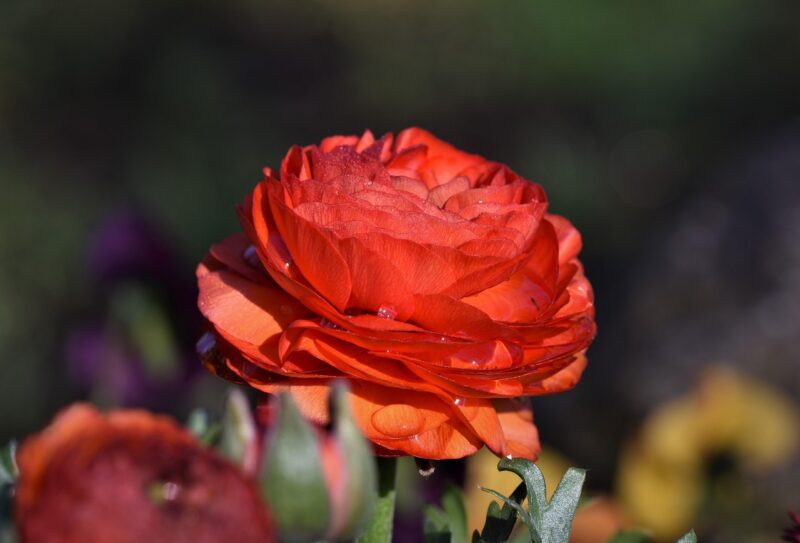ranunculus, flower, blossom, bloom, beautiful flowers, spring flower, red, flower background, cut flower, ranunculus flower, petals, spring, flower wallpaper, plant, nature
