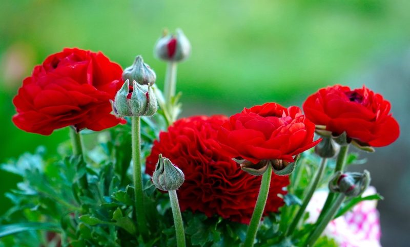 ranunculus, flower wallpaper, flower