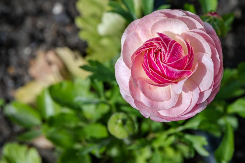 flowers, beautiful flowers, ranunculus, pink ranunculus, flower background, plant, flower wallpaper, spring, environment, natural, nature