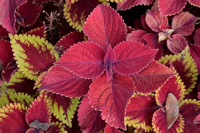 Will Coleus Come Back Every Year