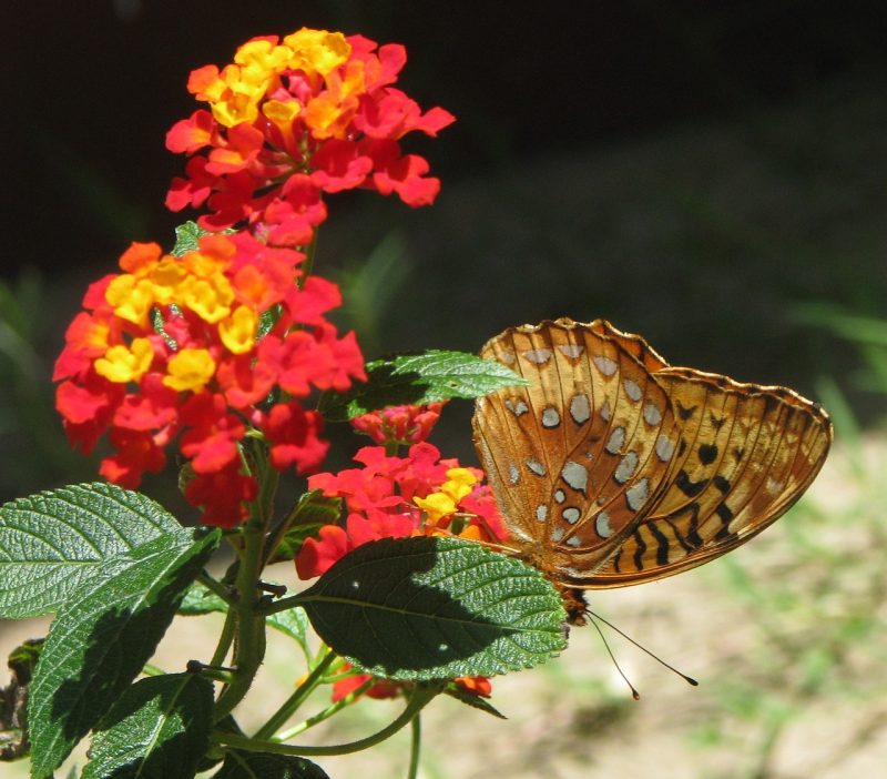 lantana camara, flower, butterfly