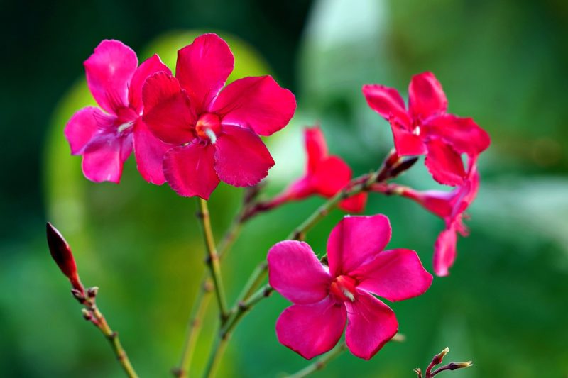 red oleander, oleander, flower background