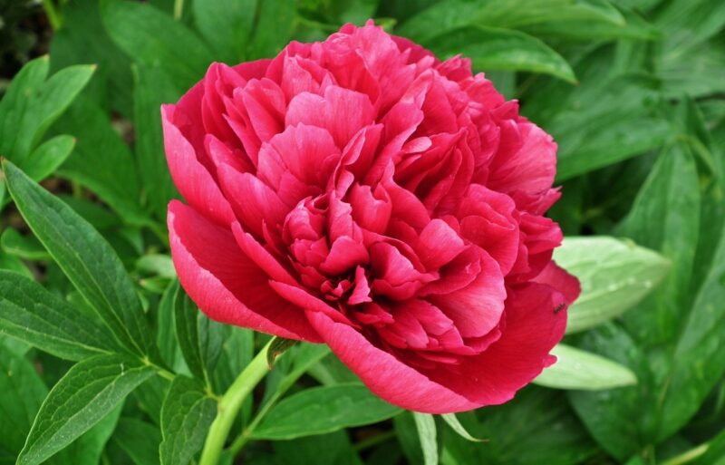 nature, plant, flower, flower wallpaper, peony, red, leaf, flower background, garden, cereal, spring, peony, peony, beautiful flowers, peony, peony, peony