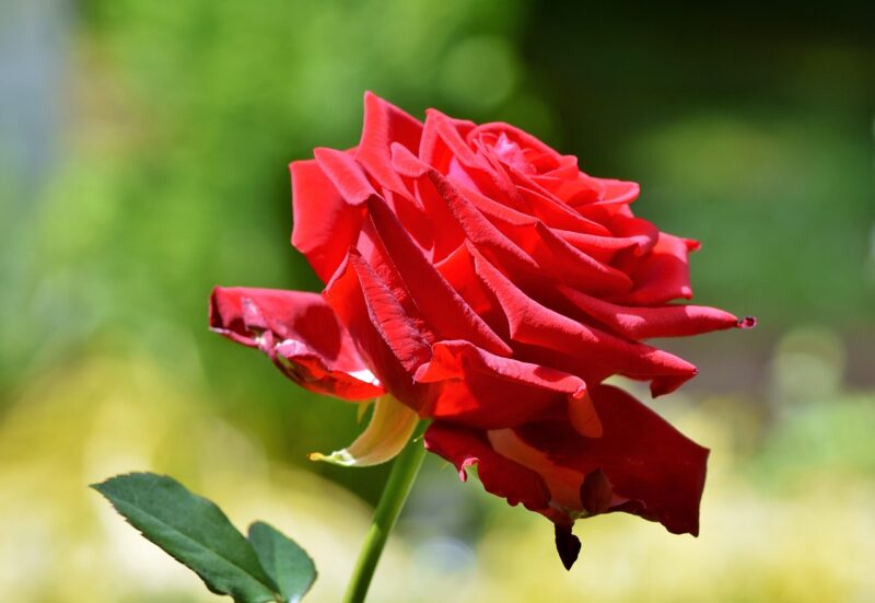 rose, flower, red rose, rose flower, rose bloom, flower wallpaper, petals, rose petals, bloom, flower background, blossom, flora, beautiful flowers, nature, floribunda, plant, rose, rose, rose, rose, rose, red rose, red rose, red rose