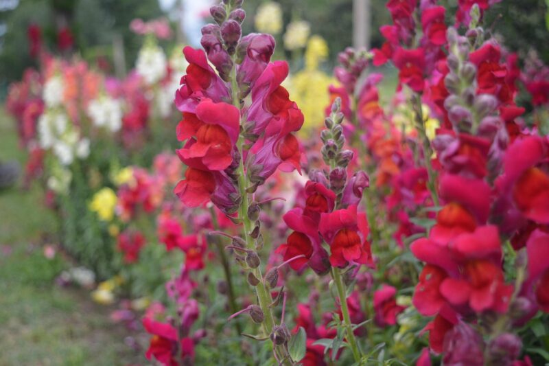 nature, flower flowers, red, snapdragon, relaxation, flower background, beautiful flowers, flower wallpaper, blur, flower