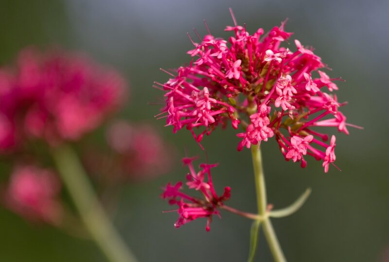 red valerian, beautiful flowers, centranthus ruber, fox's brush, german lilac, jupiter's beard, kiss-me-quick, pretty betsy, spanish valerian, small, flowers, flower wallpaper, nature, flower background, krautig, umbel, wildflower, red valerian, red valerian, red valerian, red valerian, red valerian, centranthus ruber, centranthus ruber, centranthus ruber, jupiter's beard, jupiter's beard