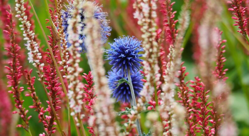 flower, nature, red, beautiful flowers, flower background, flower wallpaper, white, blue