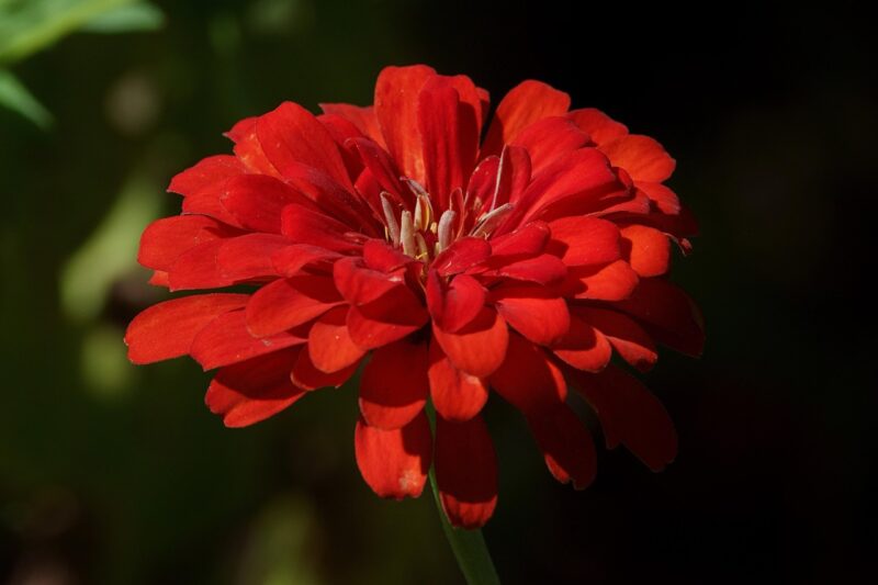 flower, zinnia, red zinnia, red flower, plant, beautiful flowers, garden, flower wallpaper, flower background, nature, close up, bloom