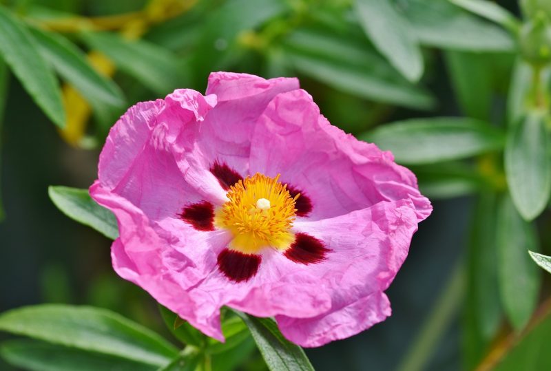 purple rockrose, blossom, bloom