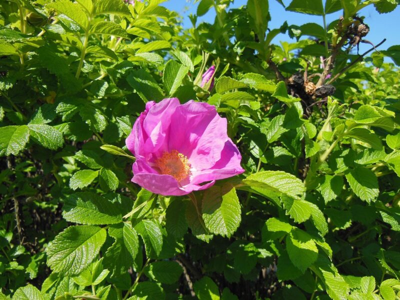 rosa rugosa, flowers, shrub, robust, flower wallpaper, flower background, hardy, suckering shrub, beautiful flowers, thorny, bud, plants, shrubs, large flowers, pink flower, nature, pink, green, blue skies, sunshine, green sunshine, rosa rugosa, rosa rugosa, rosa rugosa, rosa rugosa, rosa rugosa