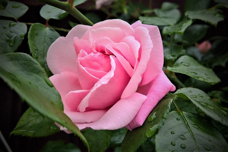 flower, rose, rose bush