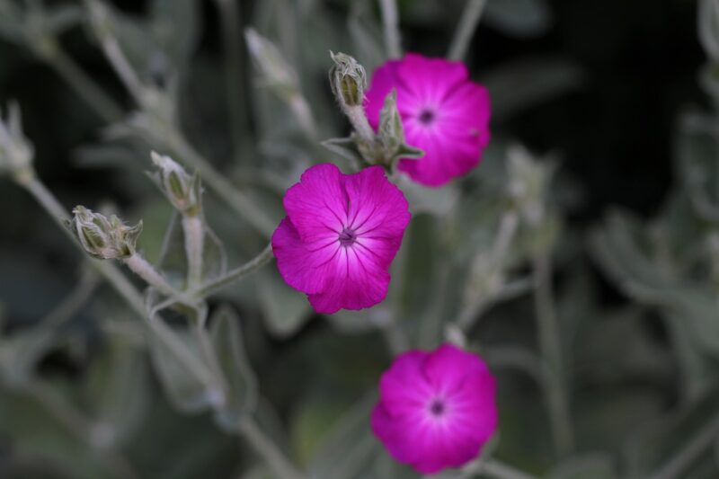 lychnis coronaria, prikneus, flower, hairy leaves, nature, perfect summer flower, it, garden plant, flower background, colorful, beautiful flowers, purple, lychnis coronaria, lychnis coronaria, flower wallpaper, lychnis coronaria, lychnis coronaria, lychnis coronaria