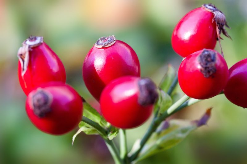 rose hips, fruits, red