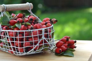 Harvesting Rose Hips