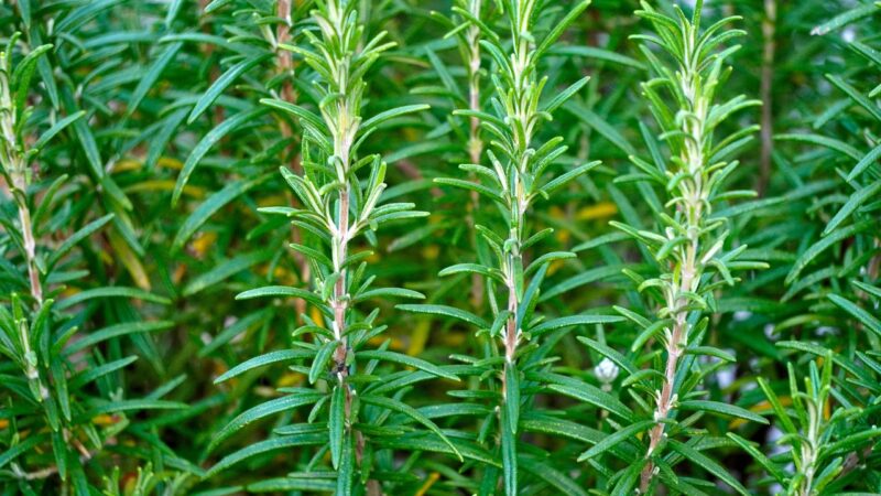 rosemary, seasoning, herbs, plant, nature, ingredient, fresh, kitchen, rosemary, rosemary, rosemary, rosemary, rosemary