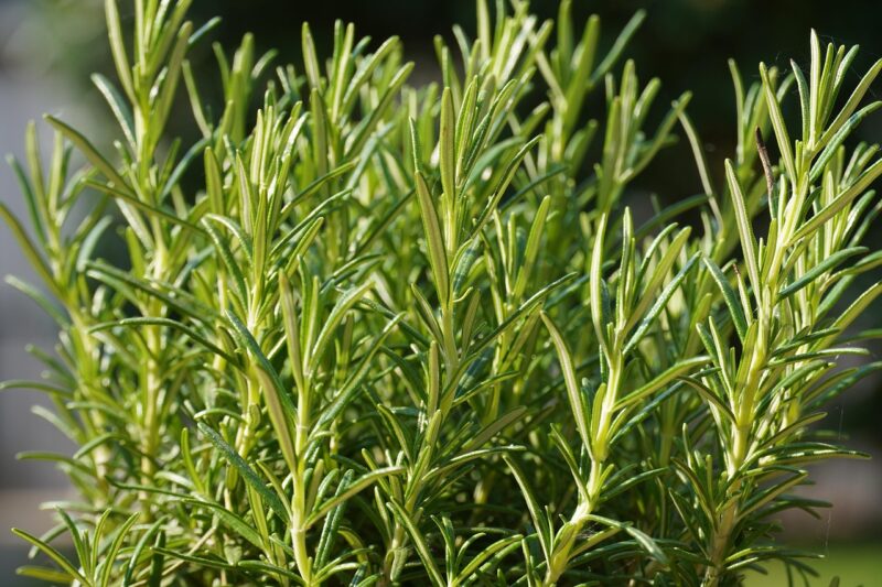 herbs, seasoning, plant, food, nature, spice, mediterranean, culinary herbs, rosmarinus, rosemary, rosemary, rosemary, rosemary, rosemary, rosemary