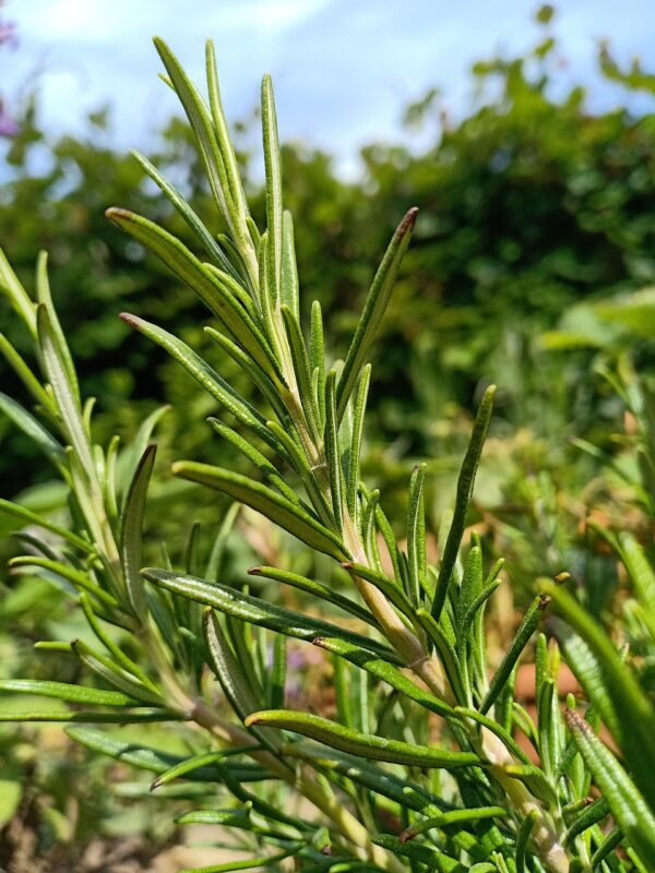 rosemary, garden, plant, herbs, nature, sage rosemary, it is aromatic, odor