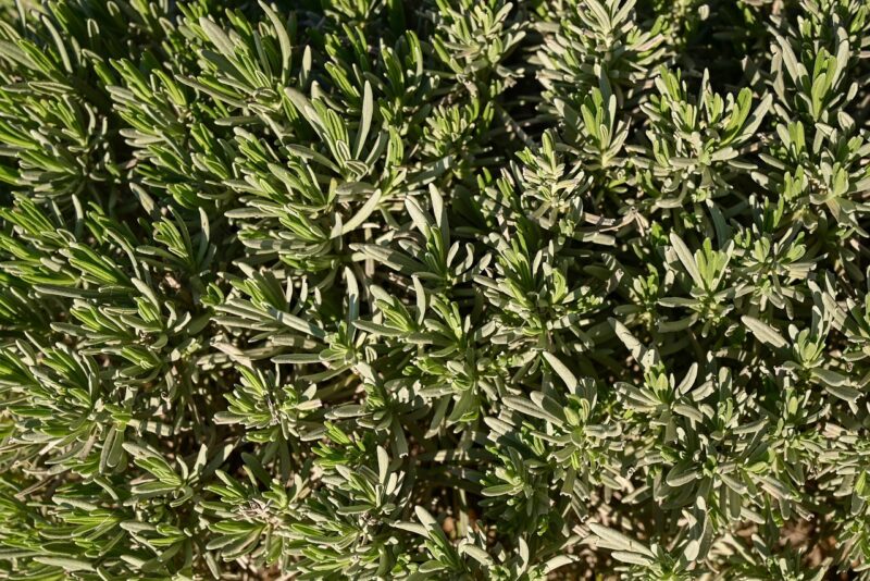 herb, rosemary, growth, organic, aromatic