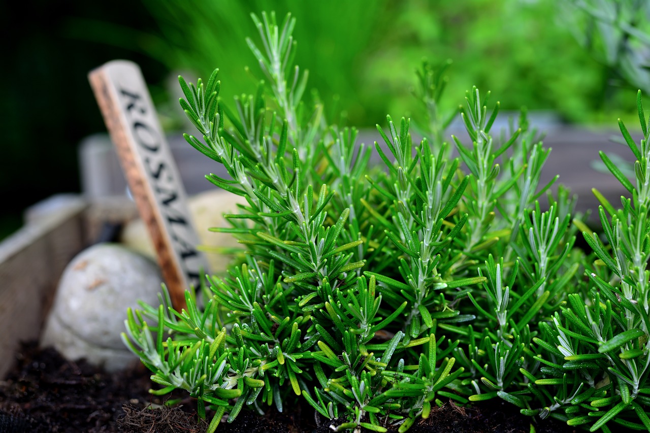 Harvesting Rosemary