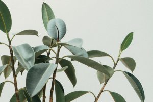 Propagating Rubber Tree Plant