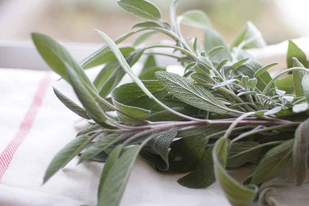 sage, herb, food