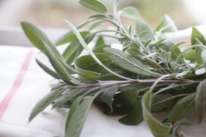 Harvesting Sage