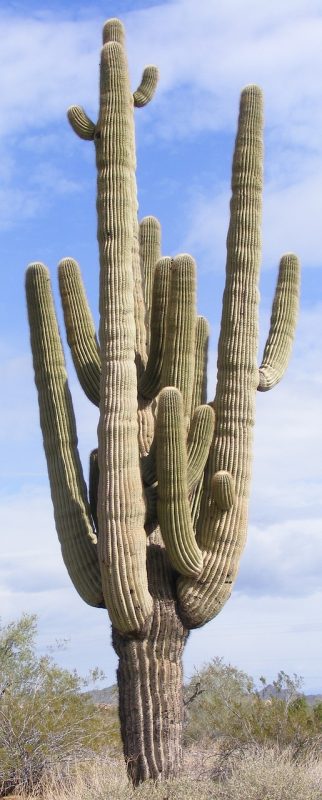 cactus, multiple arms, saguaro