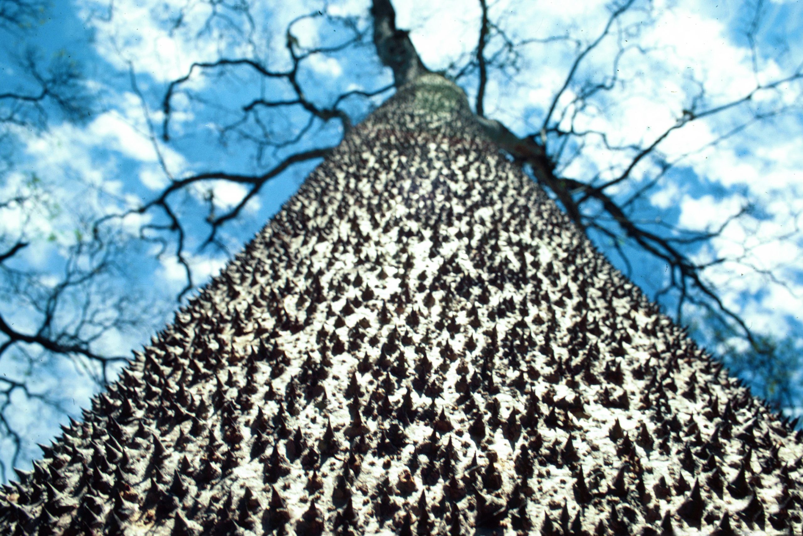 Sandbox Tree (Hura crepitans)