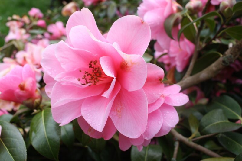 camelia, camellia japonica, camellia sasanqua